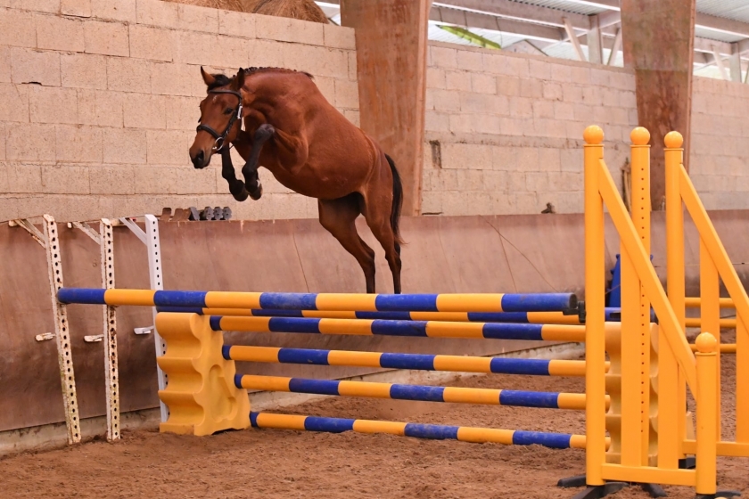 RESULTATS CONCOURS LOCAL QUALIFICATIF 2 et 3 ANS - LE PELLERIN - LOIRE-ATLANTIQUE