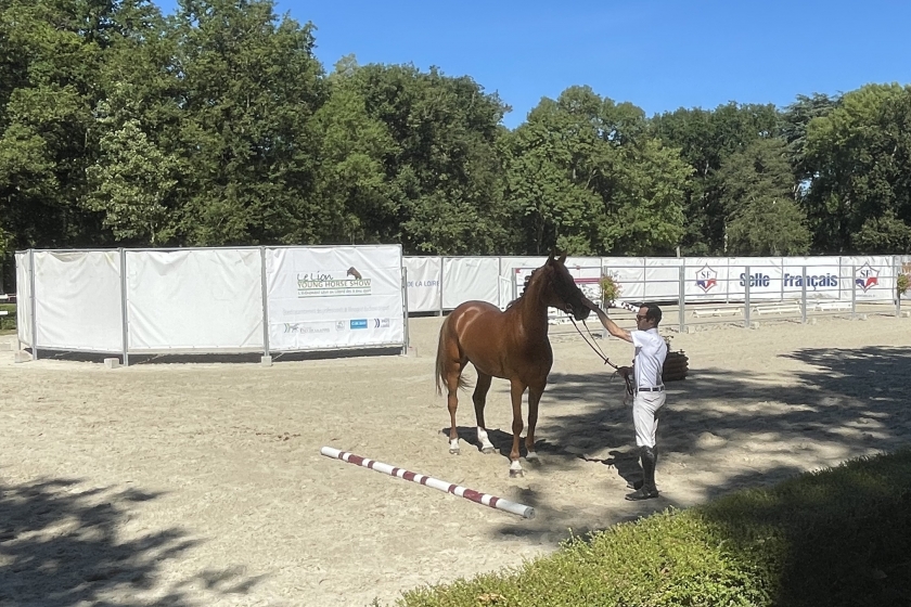 LE LION YOUNG HORSE SHOW : LES VIDEOS SONT EN LIGNE