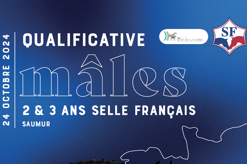 ETAPE QUALIFICATIVE ÉTALONS SELLE FRANÇAIS 2 ET 3 ANS - À SAUMUR